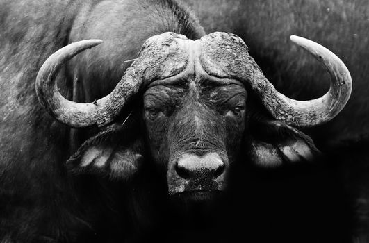 Artistic black and white image of a african cape buffalo