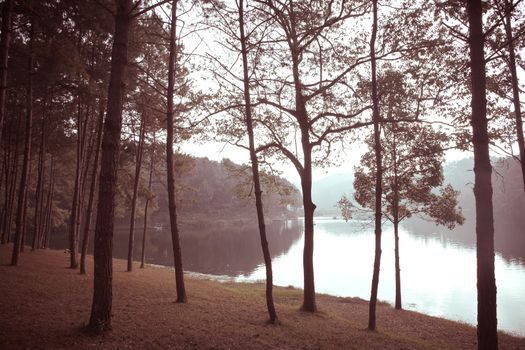 Pang-Ung Forestry Plantations, Maehongson Province,Thailand