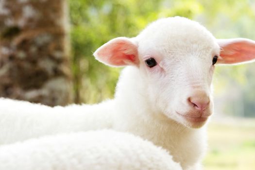 Portrait of a baby sheep in the farm