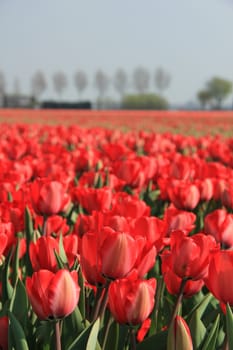 Red tulips growing in a field and a clear blue sky