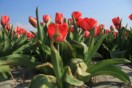 Red tulips growing in a field and a clear blue sky