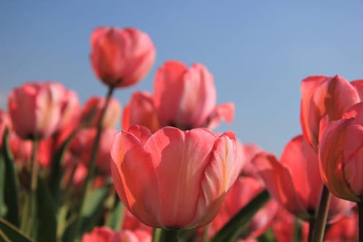 Pink tulips growing in a field and a clear blue sky