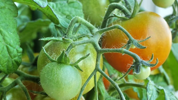 unripe  Tomato fruit on the branch close to
