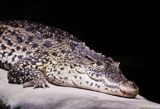 A crocodile portrait on black background