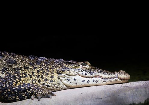 A crocodile portrait on black background