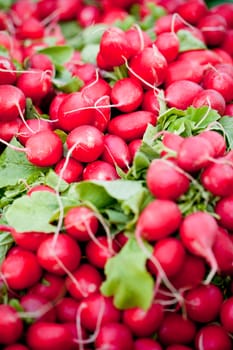 fresh healthy red raddisch closeup macro outdoor market summertime