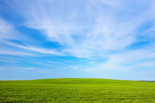 Green field landscape. Spring summer season, sunny blue sky.