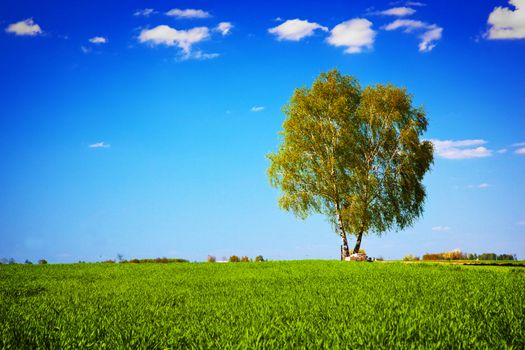 Green field landscape with a single tree. Spring summer season, sunny blue sky.