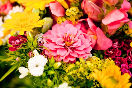 beautiful colorful collection of flowers spring summer celebration card macro