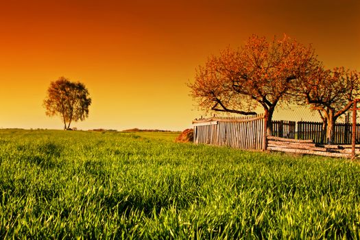 Countryside orchard landscape during spring at sunset. Grassy field with trees and wooden fence