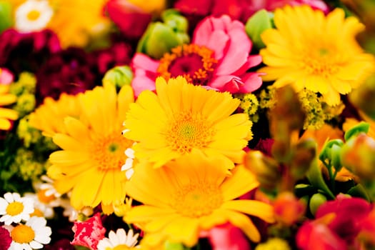 beautiful colorful collection of flowers spring summer celebration card macro