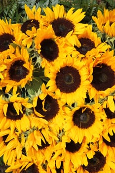 Big group of yellow sunflowers in full sunlight