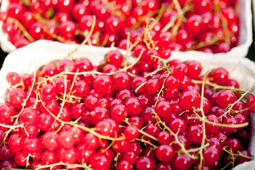 fresh tasty red currant berries macro closeup on market outdoor summer