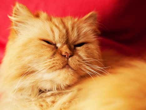 Cute cat face close up portrait. Looking straight at the camera