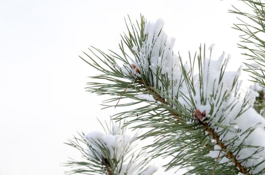 pine tree branch covered with snow background of the sky in winter time