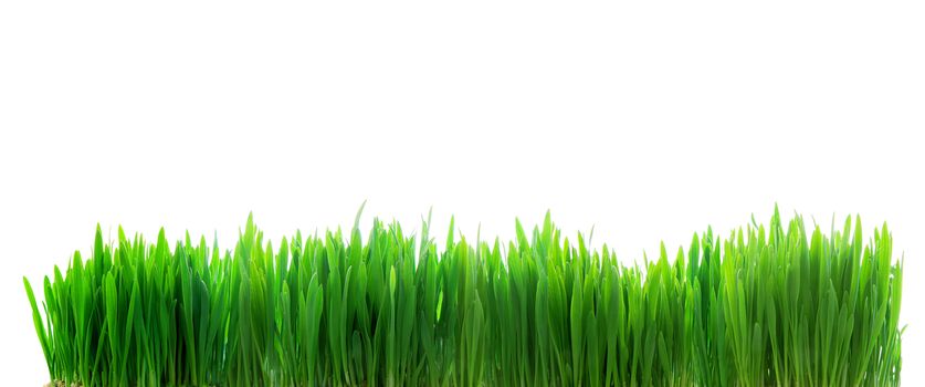 Panoramic image of fresh green grass isolated on white background