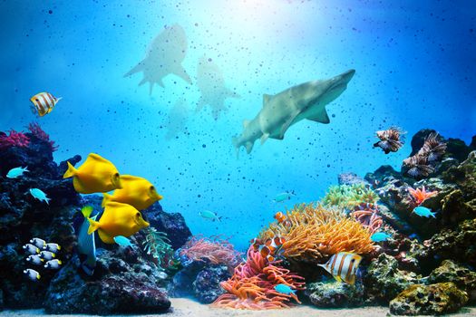Underwater scene. Coral reef, colorful fish groups, sharks and sunny sky shining through clean ocean water. High res
