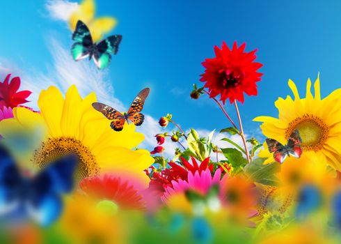 Sunny garden of flowers and butterflies. Colors of spring and summer