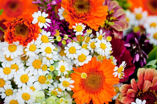 beautiful colorful collection of flowers spring summer celebration card macro