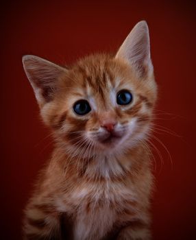 Red kitten. Kitten on a white background. Red striped kitten. Small predator.