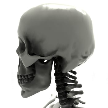 Human Skull