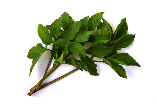 Ground elder