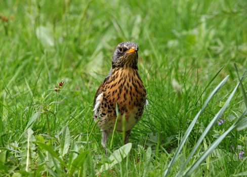 thrush sitting in green grass