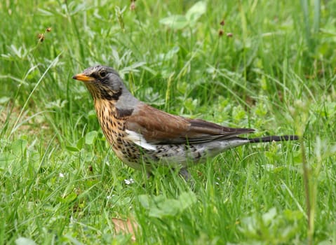 thrush (Fieldfare) sitting in green grass