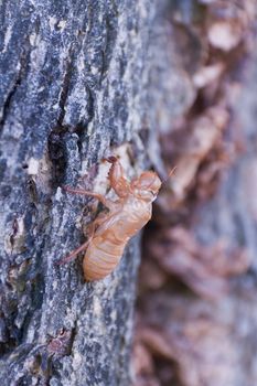 Cicada molt