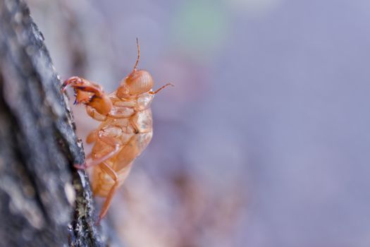 Cicada molt