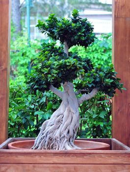 high resolution outdoor bonsai ficus little tree