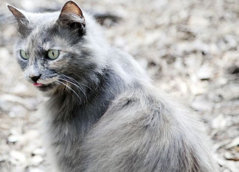 Closeup of longhaired, grey cat licking lips 