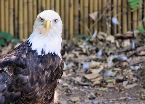 Eagle perched on ground with natural background