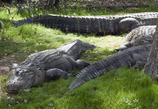 Alligators resting in habitat