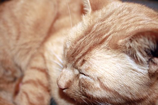 Closeup of golden cat sleeping 