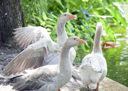 Grey geese in natural habitat - one prepares to take flight