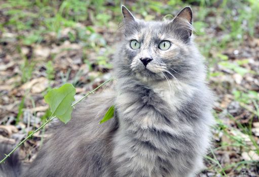 Longhaired, grey cat on the ground