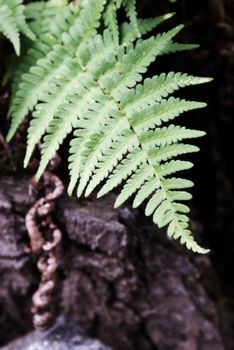 A closeup shot of a lush green fern bush in the forest.