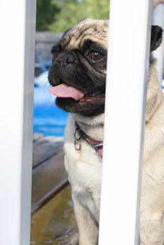 An adorable pug catches her breath while looking threw the fence in her backyard on a hot summers day.