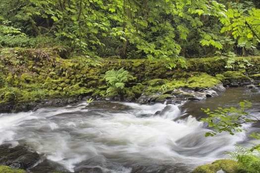 Rushing Water with Trees Moss Ferns and Rocks at Cedar Creek Washington State