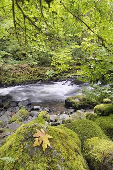 Rushing Water with Fallen Maple Leaf Trees Moss Ferns and Rocks at Cedar Creek Washington State