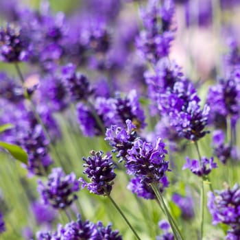 lavender flowers