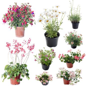 flower plants in pot in front of white background