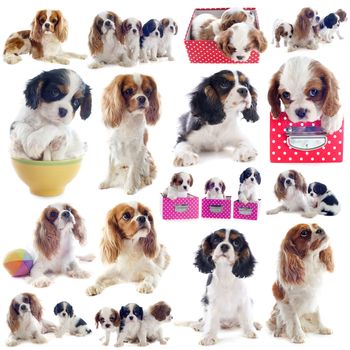 composite picture of cavalier king charles in front of white background