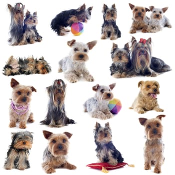 composite picture of purebred yorkshire terrier in front of white background