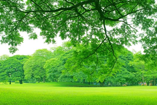 Background with green trees in park