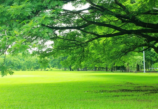 Background with green trees in park