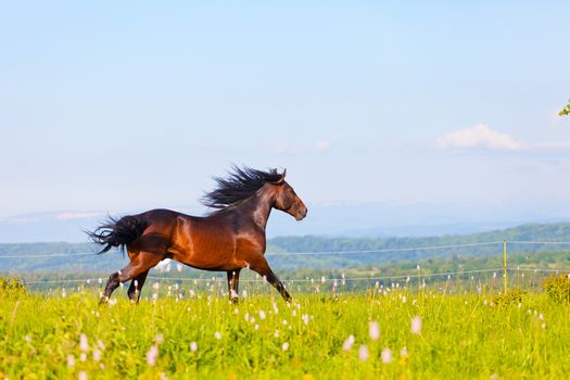 Arab racer runs on a green summer meadow