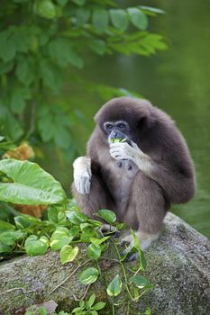Gibbon monkey in Kota Kinabalu, Borneo, Malaysia
