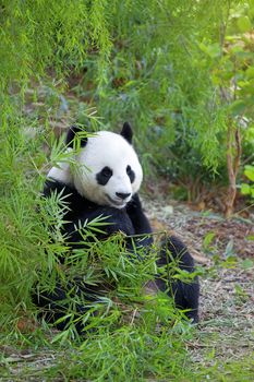 Giant Panda bear eating bamboo